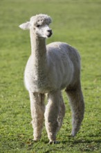 Alpaca (Vicugna pacos), Germany, Europe