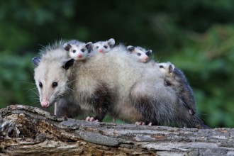 North American Opossum with youngs, Minnesota, USA (Didelphis marsupialis virginiana), Northern