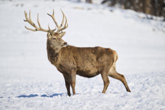 Red deer (Cervus elaphus) stag on a snowy meadow in the mountains in tirol, Kitzbühel, Wildpark