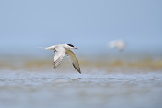 Elegant tern (Thalasseus elegans) flying in the sky above the sea, hunting, ebro delta, Catalonia,