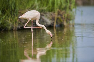 Greater Flamingo (Phoenicopterus roseus) standing in the water, Parc Naturel Regional de Camargue,