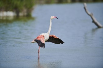 Greater Flamingo (Phoenicopterus roseus), shaking its wings, Parc Naturel Regional de Camargue,