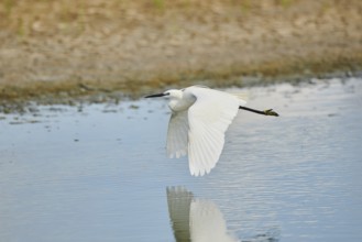 Great egret (Ardea alba) flying over a lake, Camargue, France, Europe