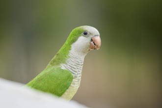 Monk parakeet (Myiopsitta monachus) wildlife, Catalonia, Spain, Europe