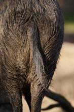 Wild boar (Sus scrofa) tail, detail, Bavaria, Germany Europe