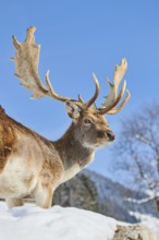 European fallow deer (Dama dama) buck on a snowy meadow in the mountains in tirol, Kitzbühel,