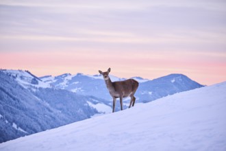 Red deer (Cervus elaphus) hind on a snowy meadow in the mountains in tirol at sunset, Kitzbühel,