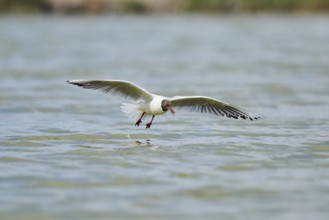 Black-headed gull (Chroicocephalus ridibundus) hunting on the water surface, flying, Camargue,