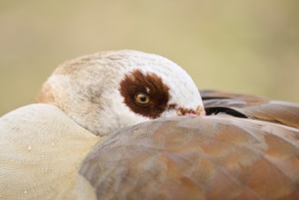 Egyptian goose (Alopochen aegyptiaca), portrait, detail, Bavaria, Germany Europe