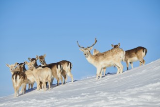 European fallow deer (Dama dama) pack on a snowy meadow in the mountains in tirol, Kitzbühel,