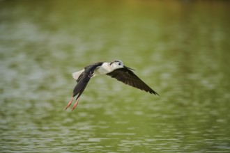 Black-winged stilt (Himantopus himantopus) landing in the water, Camargue, France, Europe