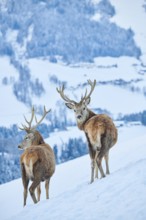 Red deer (Cervus elaphus) stags on a snowy meadow in the mountains in tirol, Kitzbühel, Wildpark