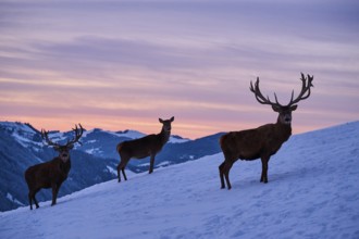 Red deer (Cervus elaphus) stag with hinds on a snowy meadow in the mountains in tirol at sunset,