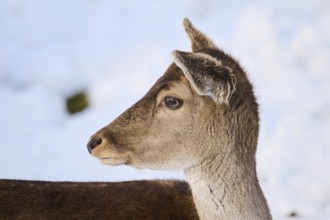 European fallow deer (Dama dama) doe, portrait, snow, mountains in tirol, Kitzbühel, Wildpark