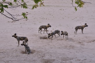 African Wild Dogs (Lycaon pictus), South Luangwa National Park, Zambia, Africa