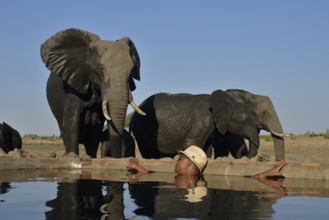 Park ranger bathes in a waterhole where elephants (Loxodonta africana) are drinking, Somalisa Camp,