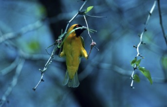 African southern masked weaver (Ploceus velatus), male building a nest, Hwange National Park,