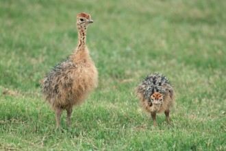 South African Ostrich (Struthio camelus australis), chicks, Kruger national park, South_Africa