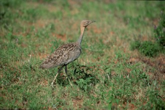 Red-crested Bustard, Samburu Game Reserve, Kenya (Eupodotis ruficrista)