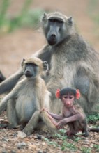 Chacma Baboons (Papio ursinus), female with youngs, Kruger national park, South Africa, Africa