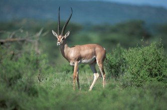 Grant's gazelle (Gazella granti), male, Samburu Game Reserve, Kenya, Africa