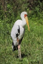 Yellow-billed stork (Mycteria ibis), captive, occurrence in Africa