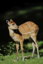 Western Sitatunga (Tragelaphus spekii gratus), juvenile, captive, occurrence in Africa