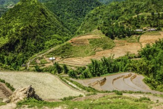 Rice field terraces rice paddy. Near Cat Cat village, near Sapa, VIetnam