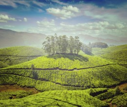 Vintage retro effect filtered hipster style image of tea plantations. Munnar, Kerala, India, Asia