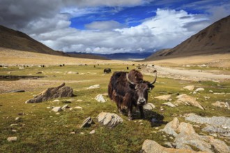 Yak grazing in Himalayas. Ladakh, Jammu and Kashmir, India, Asia