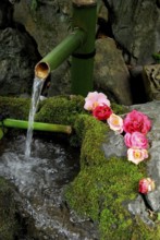 Fountain with mossy stones and camellia flowers, Kyoto, Japan, Asia