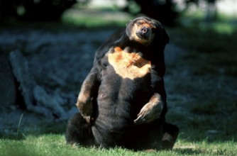 Malayan Sun Bear (Helarctos malayanus), Malaienbaer, Malaienbär