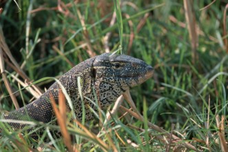 Nile monitor (Varanus niloticus), Chobe National Park, Botswana, Africa