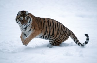 Siberian tiger (Panthera tigris altaica)