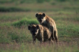 Spotted Hyaenas, pair, mating, Kruger National Park, South Africa (Crocuta crocuta),