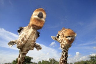 Reticulated (Giraffa camelopardalis reticulata) Giraffes, tongue