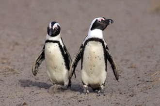 African penguin (Spheniscus demersus), pair, Betty's Bay, South Africa, Africa