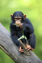 Chimpanzee (Pan troglodytes), young, Africa