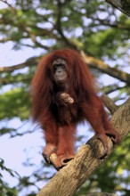 Orang-utan, female with young (Pongo pygmaeus)