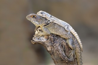 Dumeril's Madagascar Swift, female and young, Madagascar (Oplurus quadrimaculatus)