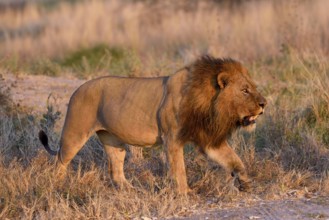 Lion (Panthera leo), male in evening light, grass savannah, Khwai region, North-West District,