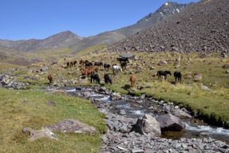 Horses on their summer pasture, West Karakol Valley, Tien Shan Mountains, Naryn region, Kyrgyzstan,