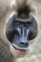 Drill (Mandrillus leucophaeus), male, animal portrait, captive, South-West Region, Cameroon, Africa