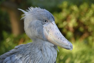 Shoebill (Balaeniceps rex), Occurrence in Africa, captive, animal portrait, Japan, Asia