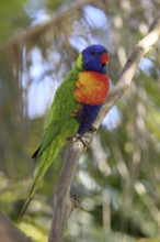 Rainbow Lorikeet, Australia (Trichoglossus haematodus moluccanus)