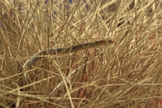 Spinifex Legless Lizard, Northern Territory, Australia (Delma nasuta), Spinifex Legless Lizard