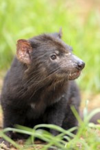 Tasmanian Devil (Sarcophilus harrisii), South Australia