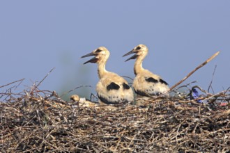 White storks (Ciconia ciconia), young on the nest, Philippsburg, Baden-Württemberg, Germany, Europe