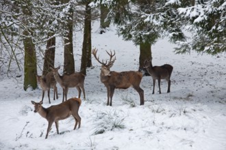 Red deer (Cervus elaphus), stag and female in the snow in winter, Germany, Europe