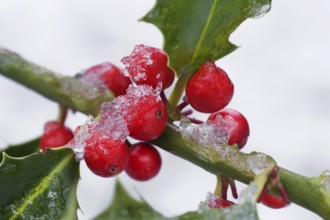 Holly (Ilex aquifolium) red berries and leaves in the snow in winter